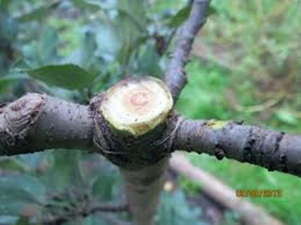  Annual pruning of the central trunk of 3 buds on top