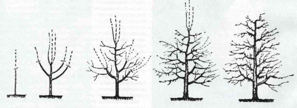  Circuit correct pruning pear