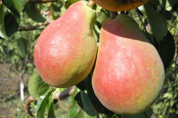  Variety Favorite Klapp frost-resistant, unpretentious to the type of soil, able to bear fruit for several decades