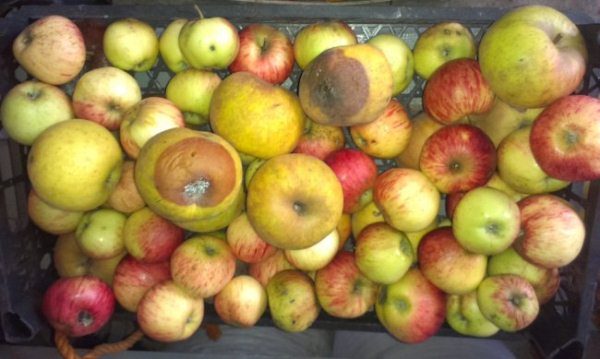  Fruit rot spreads even during apple storage