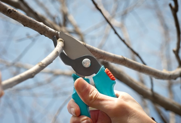  Thinning the crown and fruit on a pear tree, processing fungicides will help protect the crop