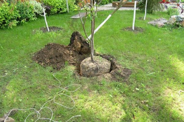  Digging and transplanting grown pears