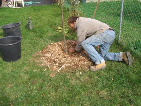  Care for the transplanted pear