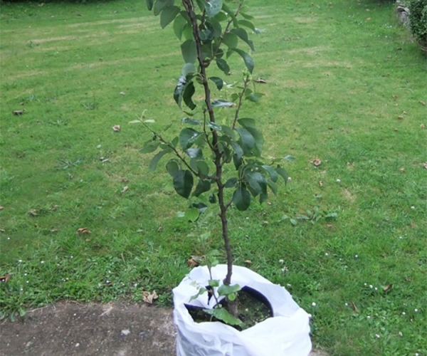  The Klappa Favorite pear can be planted both in autumn and spring, on the sunny side of the plot.