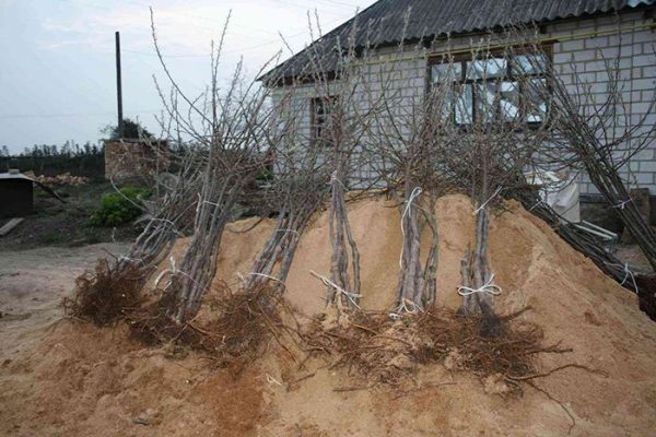  Pear seedlings prepared for planting