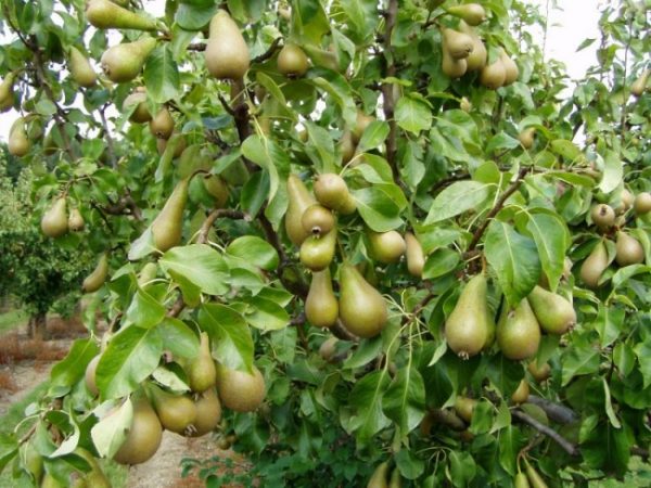  Fruits on the pear Conference, ready for collection and storage