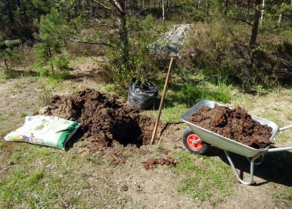  It is necessary to plant an apple tree in a hole 10-12 days later after preparation of a hole for it