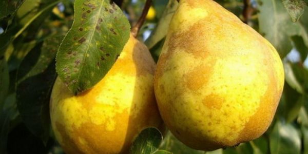  Pear Williams old, ready to harvest