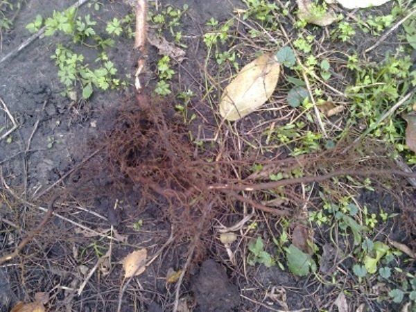  Reproduction of raspberry root shanks