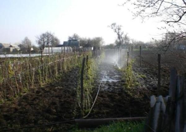  Watering raspberries