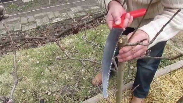  Pruning apple tree