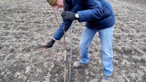  Spring pruning of pear trees is the most important for future harvest.