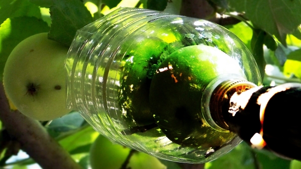  To make a fruit basket for apples, you need a two-liter plastic bottle