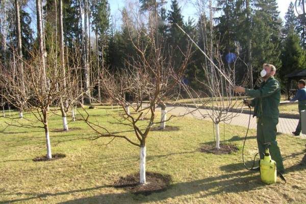  Feeding the pear with nitrogenous fertilizer spraying