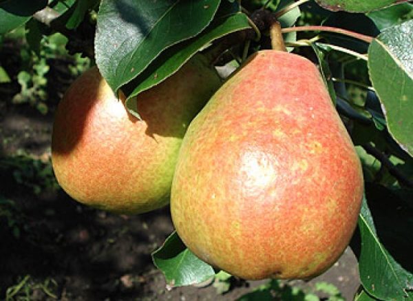  Ripe Muscovite Fruits Ready to Harvest