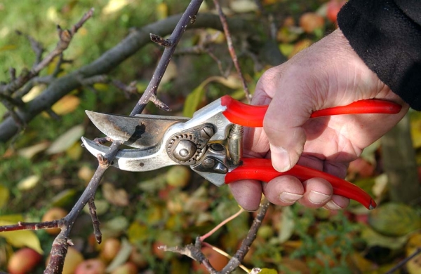  The summer pruning of a pear tree is carried out exclusively at the very least.