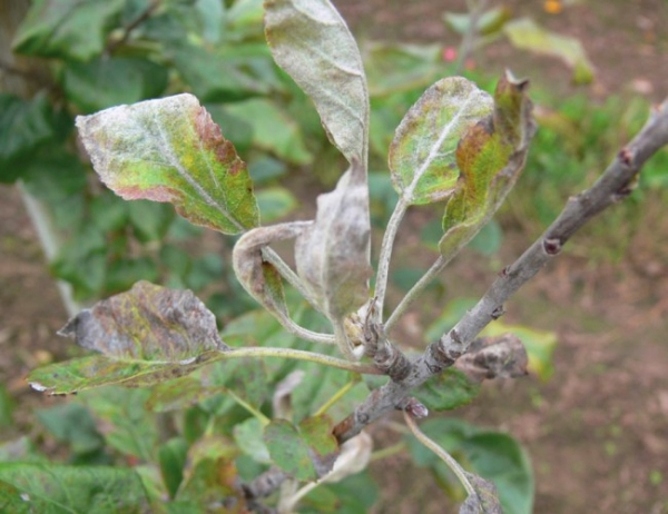  Augustow Pera soggetta a peronospora, marciume e gamberi neri
