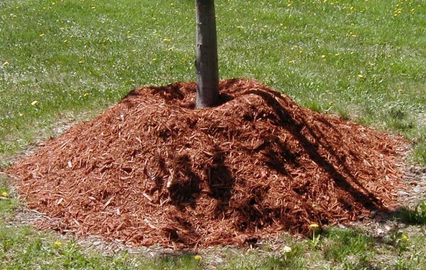 Mulching helps to saturate the soil and root system with oxygen
