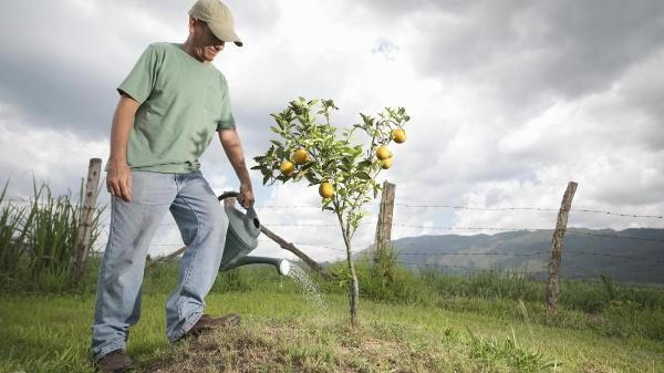  Young pears need abundant watering