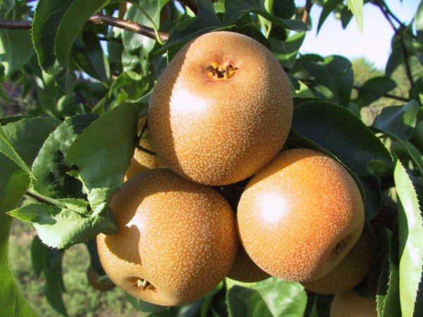  Column-shaped pear variety Josu
