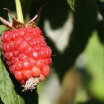  Raspberry rhino