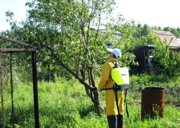  După înflorire, trebuie să fie procesate merițele.