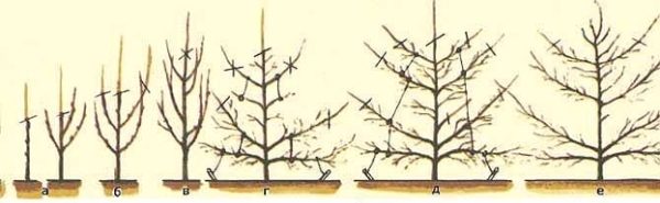  Formation and trimming of the crown of pear