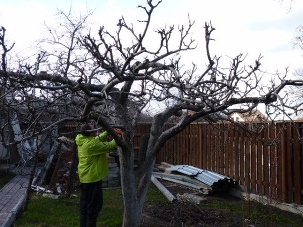  Pruning an old apple tree is done only with a healthy tree.