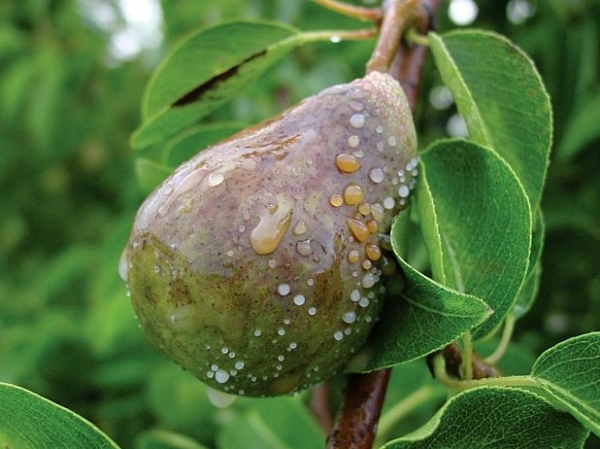  The fungus can get on the pear with the help of insects, hail, rain and wind