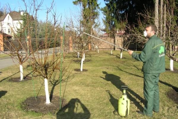  Spraying apple trees