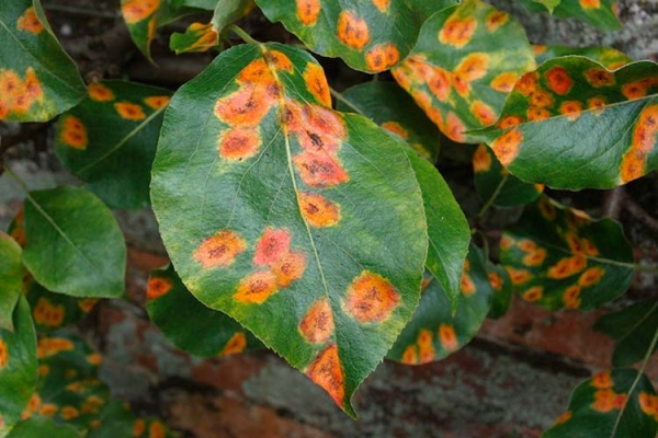  Klapp's Favorite variety is prone to scab, fruit rot, rust, powdery mildew and black fungus.