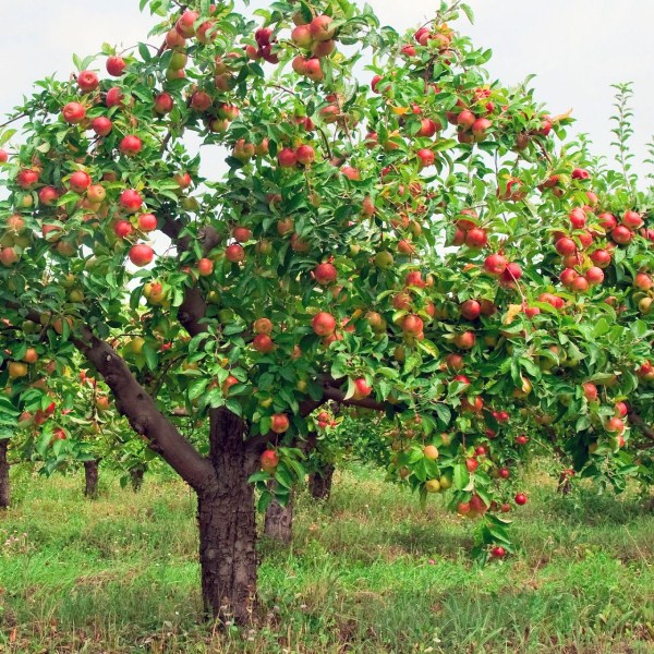  It is possible to form a high-quality apple crown in a few years.
