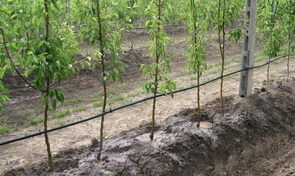  Apple trees need abundant watering three times a year.