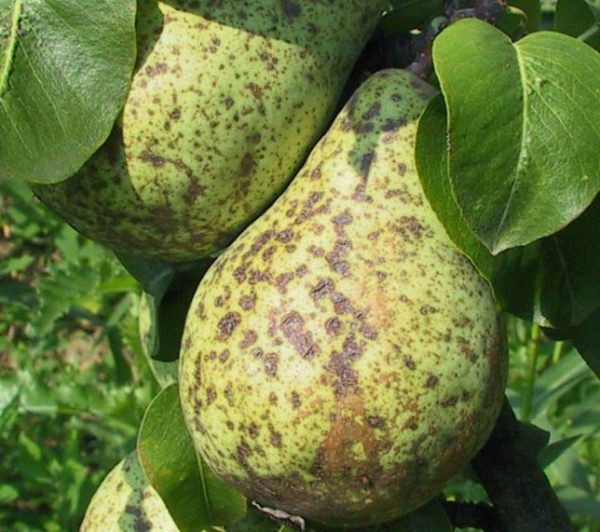  Scab-affected pear fruit