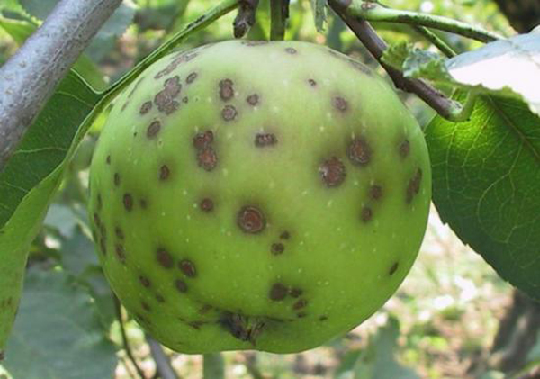 Scarred Apple