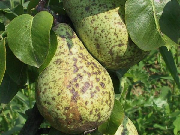  Defeat pear scab
