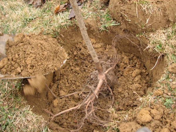  Plantar una pera en memoria de Yakovlev solo puede ser en la primavera, no le gustan los trasplantes, no necesita plantas polinizadoras.