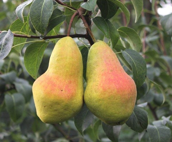  Autumn pear variety Perun