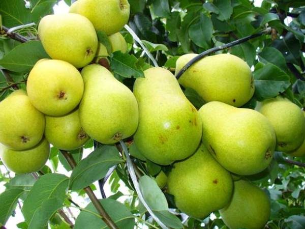  Pear Svarog