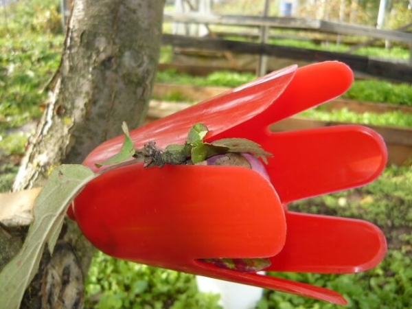 Tulip ripper made of plastic, has a long handle