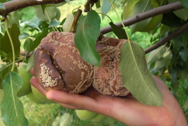  Fruit rot affected fruit
