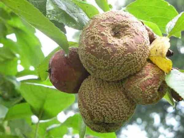  Apple rot or manilioz