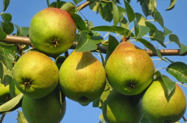  Klapp's favorite is one of the best summer varieties of pears, distinguished by unpretentiousness, able to bear fruit in any type of soil.