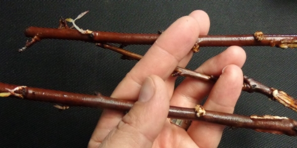  Le varietà Candy Plum sono ben propagate da polloni radicali, talee e innesti