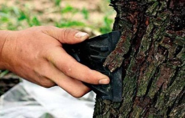  One of the preventive measures in the fight against the moth is cleaning the trunk from the old bark