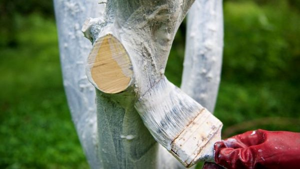  Whitewashing the trunk of a pear in the spring