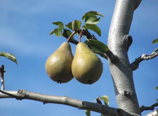  Por qué la pera no florece y no da frutos: las principales razones de qué acciones tomar