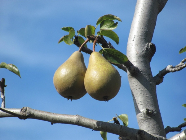  Why the pear does not bloom and does not bear fruit: the main reasons for what actions to take