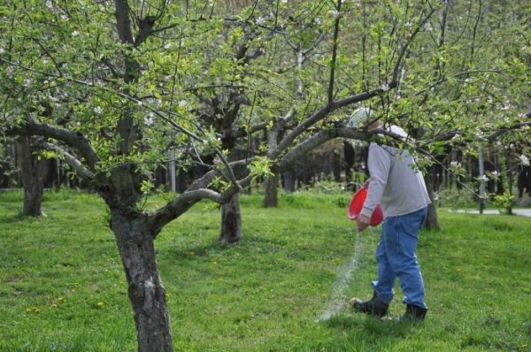  Spring - time to feed the apple trees