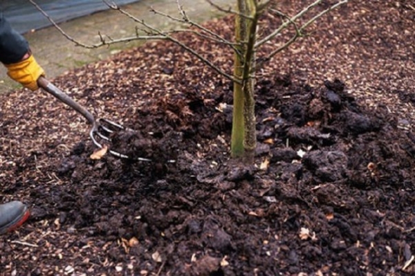  Planted apple tree needs watering, feeding and cutting off primrose
